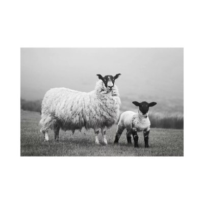 " Islay Sheep I " Print