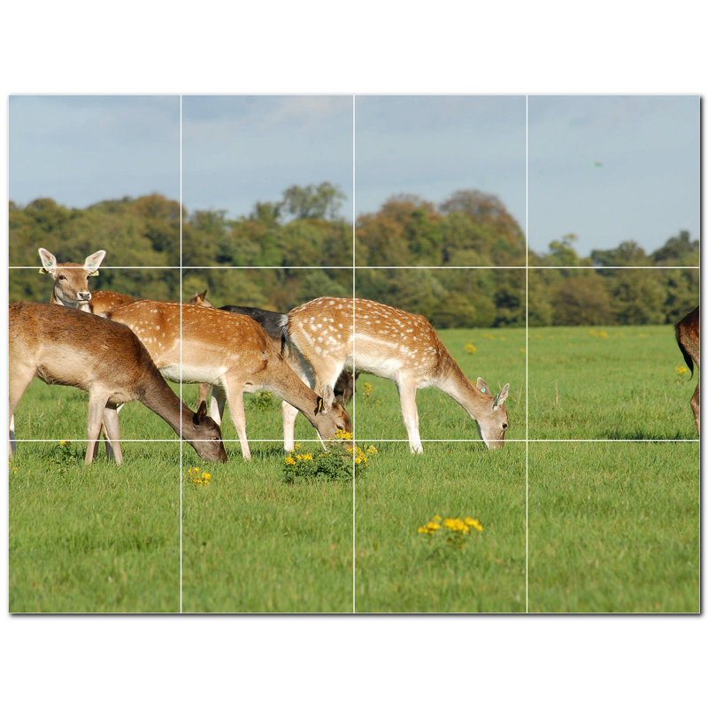 Cerf photo 8 x 8