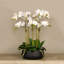 Orchid Floral Arrangement in Planter-249749281-249749295-249749292