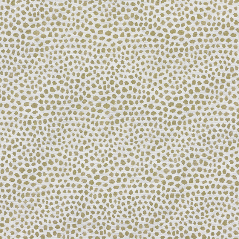 Fibi Goldenrod Rr