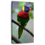 Loriquet rayonnant arc-en-ciel-74696496