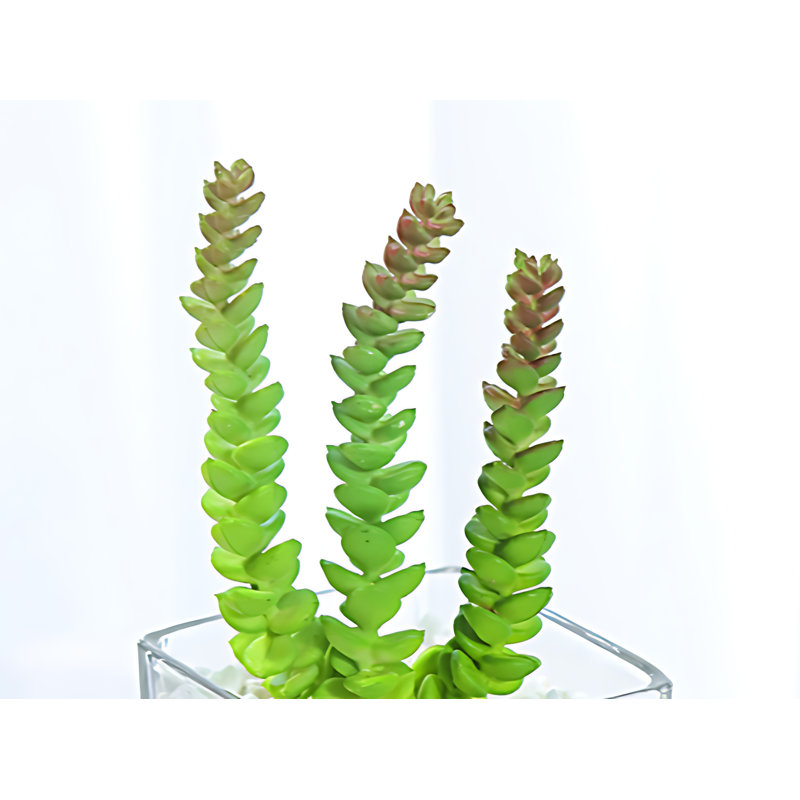 Plante 5,9 po