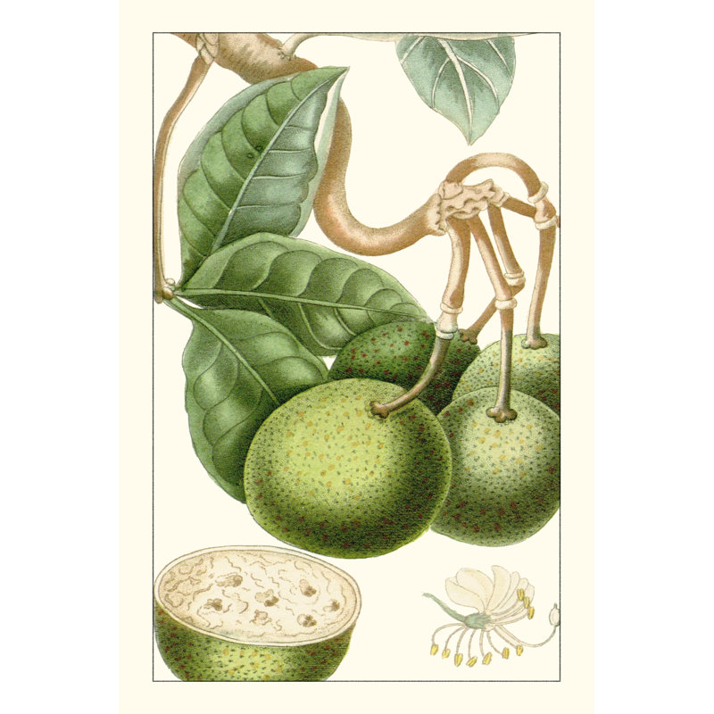 Turpin exotique botanique VI, H 30 po x l 20 po x P 1,25 po