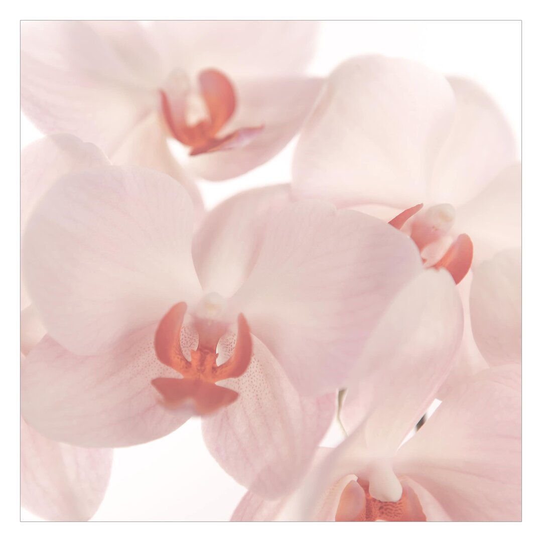 Matt Fototapete Svelte Orchids 2,88 m x 288 cm