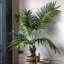 Potted King Kentia Palm Tree 5ft