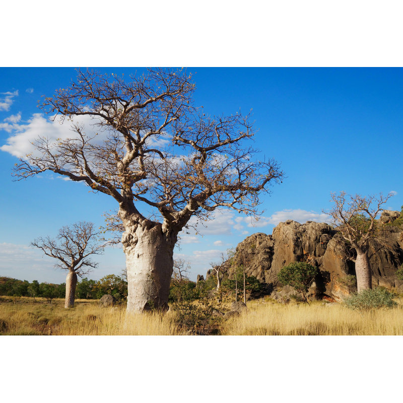 Boabab Tree - Photographie sur toile tendue, H 8 po x l 12 po