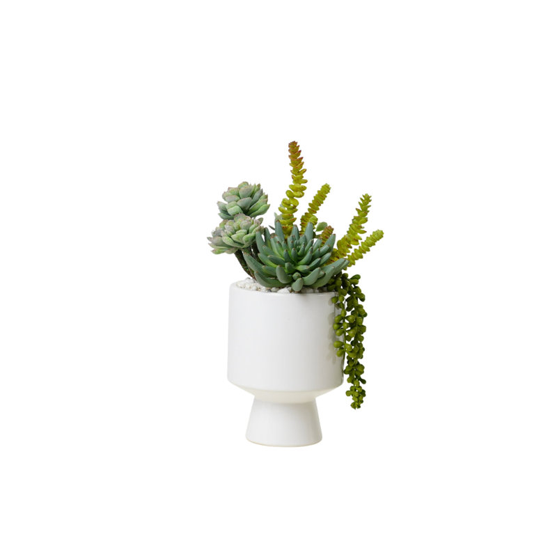 Succulents Arrangement in White Cylinder Urn