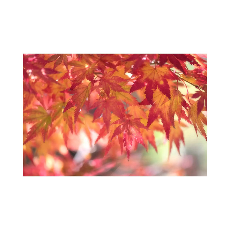Curtain Of Autumn Leaves by Philippe Sainte-Laudy - Wrapped Canvas Print, 20.32 cm H x 30.48 cm W
