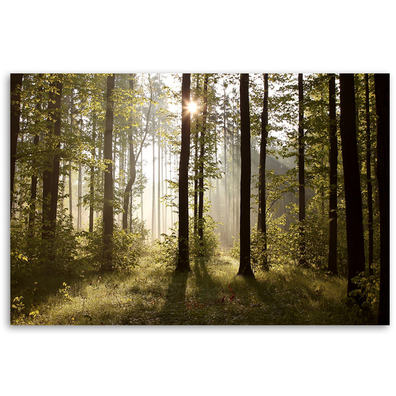 Morning in the Forest 1 Piece Wall Art on Canvas