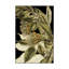 « tranquil tropical leaves vi », reproduction d’impression sur toile tendue-33418338