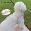 Harnais et laisse pour chien rose S-118161259-118161256