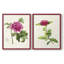 Impression encadrée PrettyPinkBotanicalsI-Premium - prête à être accrochée - aucun clou requis - aucun clou requis-1909328010-1909328014