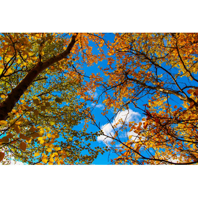 Autumn Leaves by Separation 51 - Wrapped Canvas Print