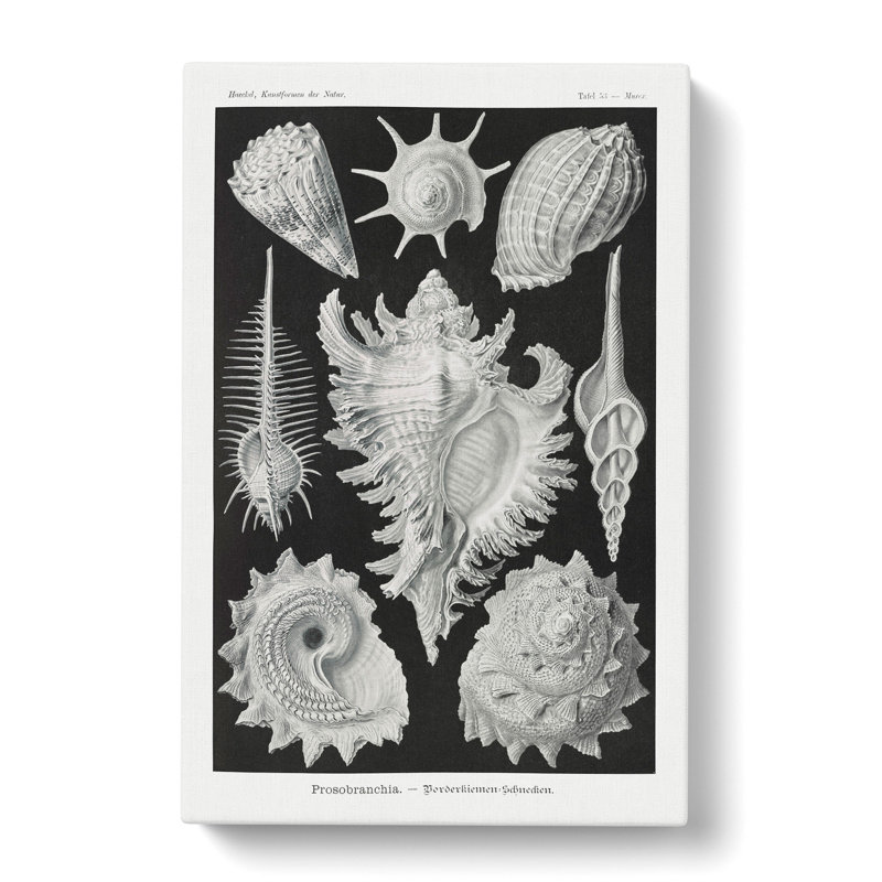 Prosobranchia Sea Snails by Ernst Haeckel - Wrapped Canvas Painting, 50cm H x 35cm W x 3cm D
