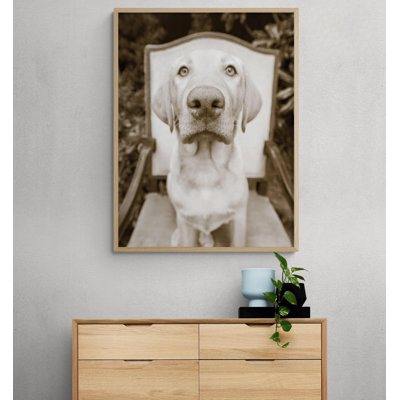 Weimaraner Dog Photo Print, Vintage Pets Prints Wall Art, Dog Photography Print, Cute Pet Wall Decor, Vet Office Art