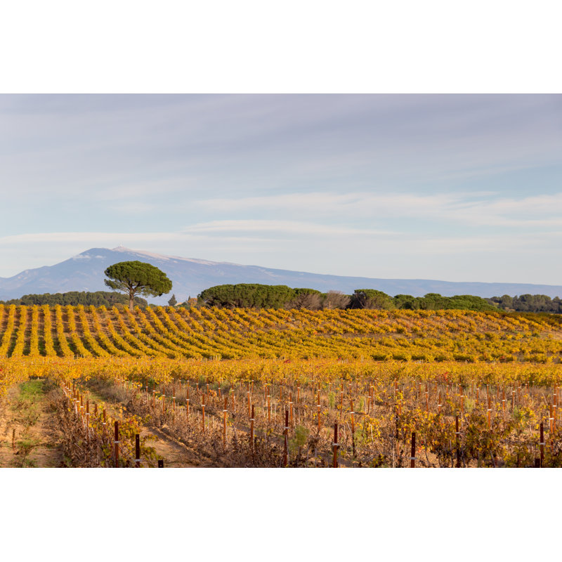 Patoka Vineyard With Mont Ventoux - Wrapped Canvas Print, 30cm H x 46cm W x 3.8cm D