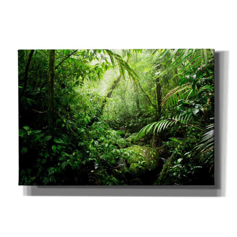 «Warm Glow Rainforest Creek» par Nicklas Gustafsson, art mural sur toile, 26 po x 18 po, H 18 po x l 26 po x P 0,75 po