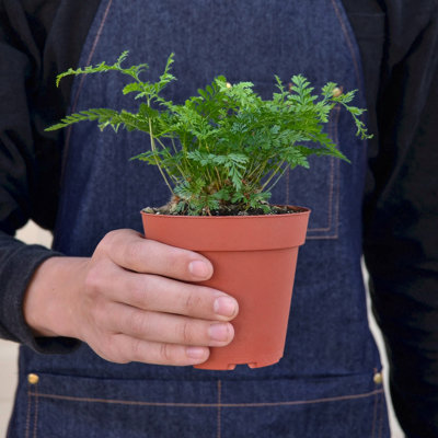 House Plant Shop Live Fern Plant