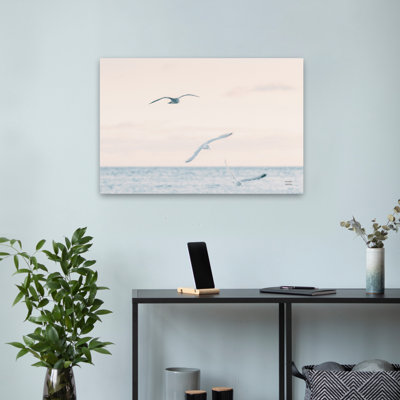 Coucher de soleil sur les côtes, bleu, nuage, oiseau gris