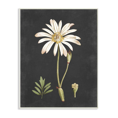 « botanique drawing white on black design », impression