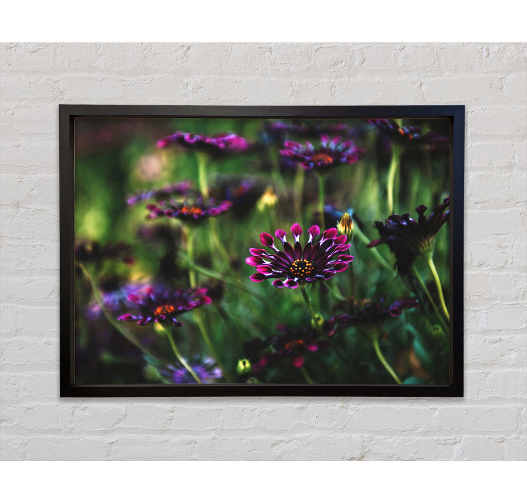 Star Flowers Suspending Off The Ground - Single Picture Frame Kunstdrucke auf Leinwand