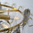 8 - Light Dimmable Empire Chandelier