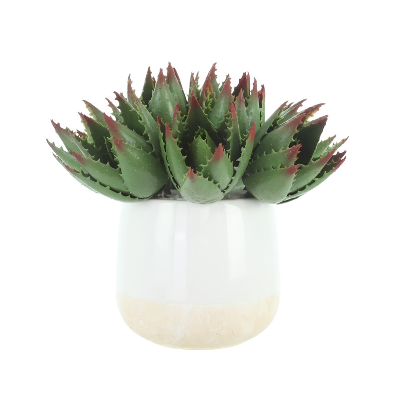 Aloès dans un vase en céramique
