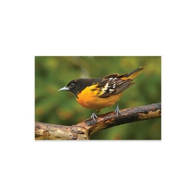 «Oriole de Baltimore mâle» perché sur une branche sur plastique / acrylique par Brian Wolf