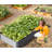 Sacia Metal Raised Garden Bed-1180393936-1180393940