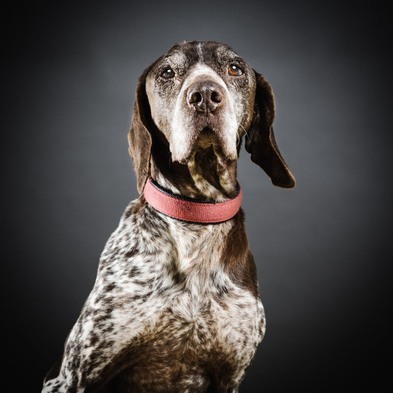 Portrait Of A Mixed Breed Dog - Wrapped Canvas Print, 91cm H x 91cm W x 3.8cm D