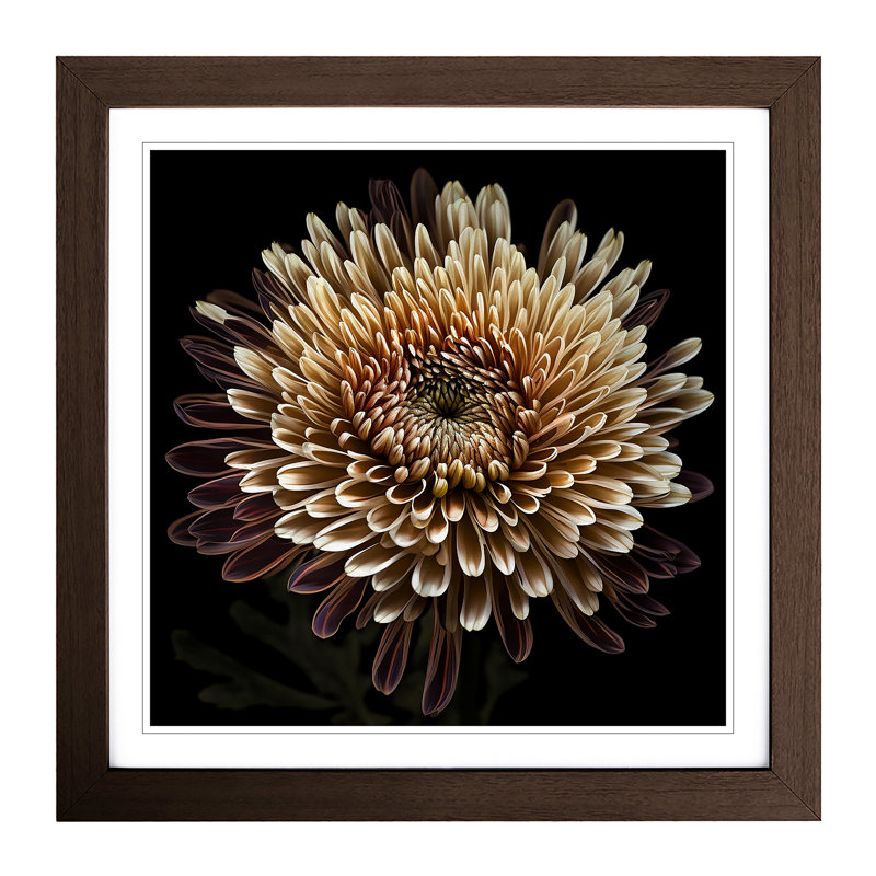 Chrysanthemum Photograph No.1 - Framed Print, Walnut