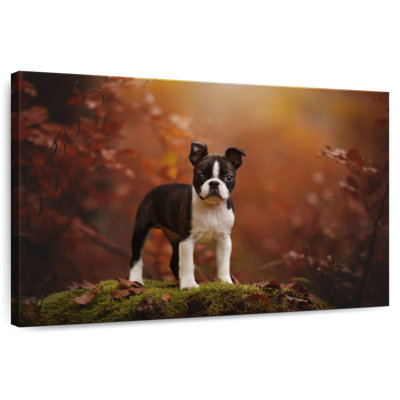 Baby Boston Terrier