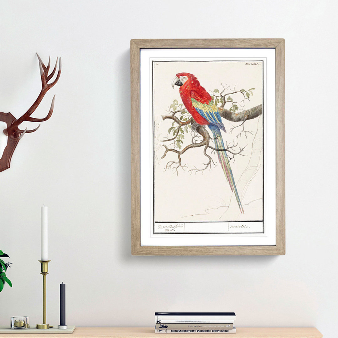 Scarlet Macaw Parrot by A.B. de Boodt - Picture Frame Painting Print