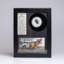 Tyrannosaurus Rex Bone Fossil In A Glass Display Box