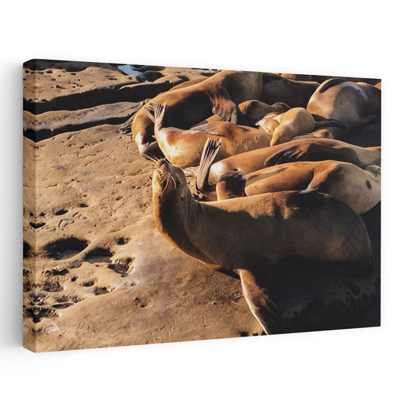 Coastal Sea Lions Basking by Del Mundo Imagery - Wrapped Canvas Print, 45.72 cm H x 30.48 cm W