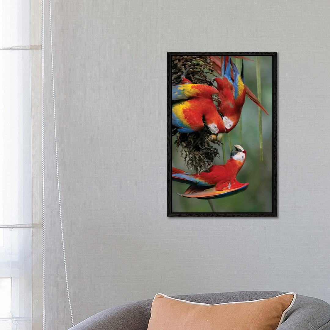 Scarlet Macaw Trio Feeding On Palm Fruits, Costa Rica von Tim Fitzharris - Gallery-Wrapped Canvas Giclée on Canvas