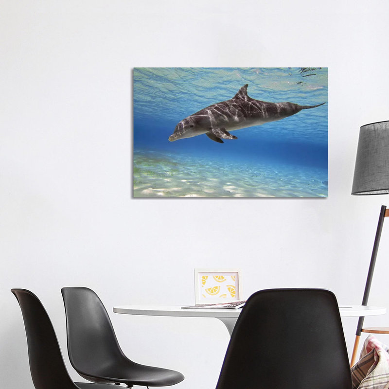 A Bottlenose Dolphin Swimming In The Barrier Reef, Grand Cayman by Amanda Nicholls - Wrapped Canvas Print