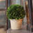 Travers Boxwood Topiary in Terracotta Pot-808365223