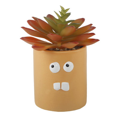 Succulent plante de bureau en pot