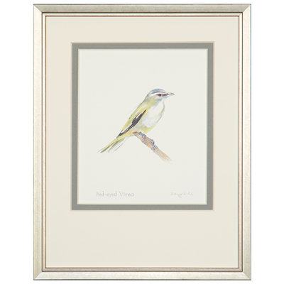 Red-Eyed Vireo Print by Daughdrill