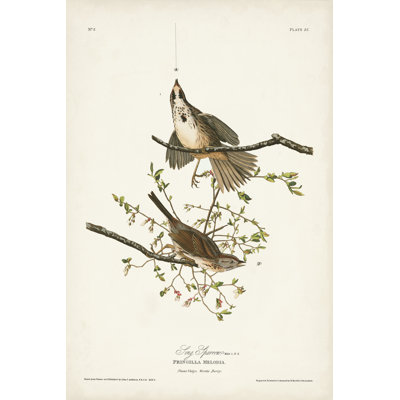 " Pl. 25 Song Sparrow " by James Audubon Painting Print