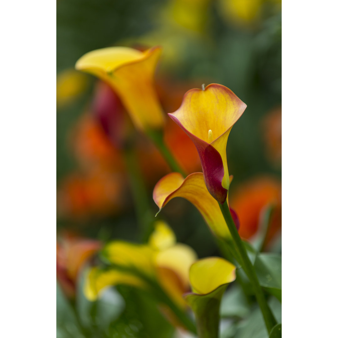 Myrtille Calla Lily - Wrapped Canvas Print