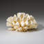 Genuine White Cat's Paw Coral (1.5 Lbs)