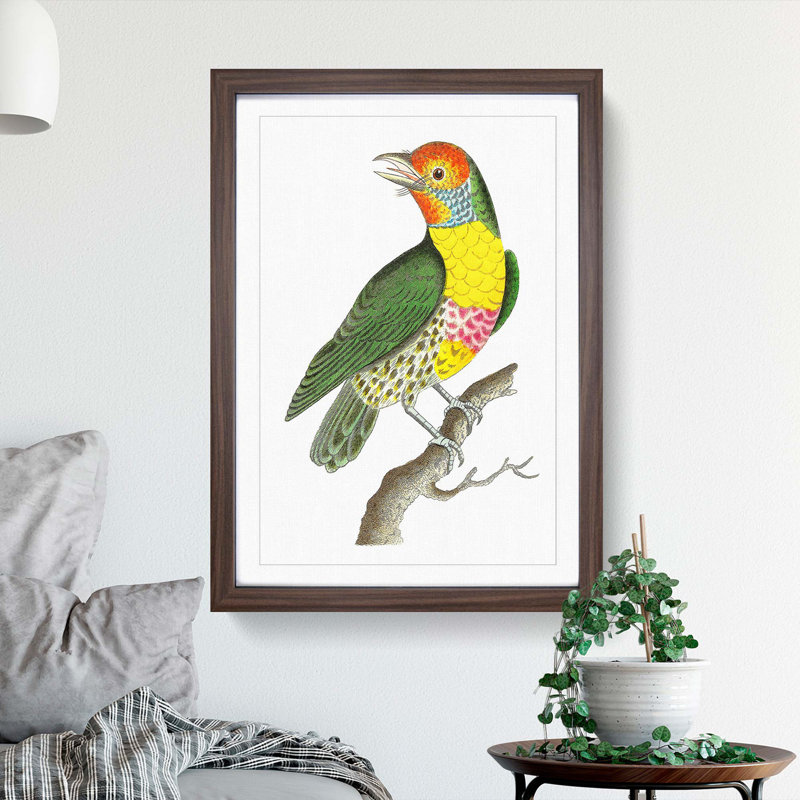 Mayna Barbet Bird by George Shaw - Picture Frame Painting Print, 48cm H x 36cm W x 2cm D, Walnut Framed
