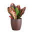 Live Petra Croton Plant in Classic Pot-49662114