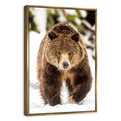 Walking Grizzly Bear