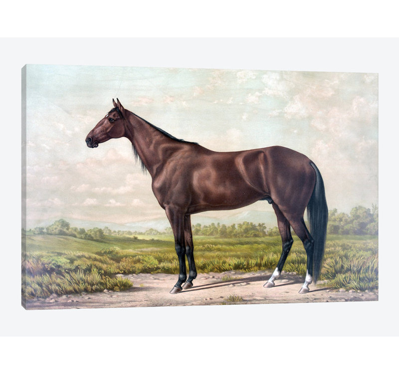 « cheval i », impression sur toile, H 12 po x l 18 po x P 1,5 po, Pas de tapis, Toile tendue