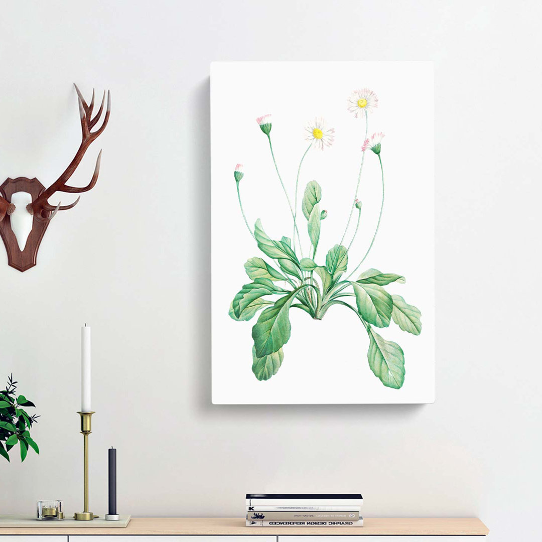 Daisy Flowers by Pierre-Joseph Redoute - Wrapped Canvas