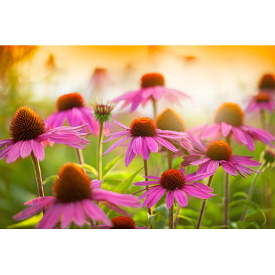 Echinacea Flowers by Jasmina81 - Wrapped Canvas Print