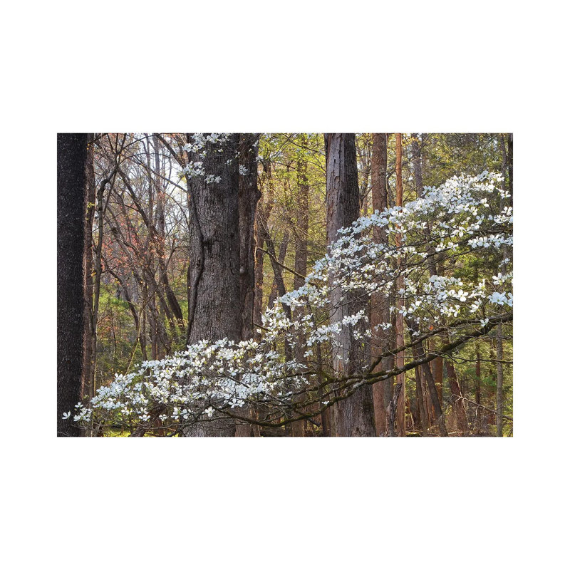 Dogwood Blossom by Brian Wolf - Wrapped Canvas Print, 45.72cm H x 66.04cm W